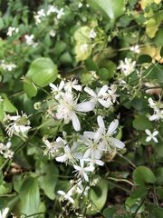 Clematis vitalba