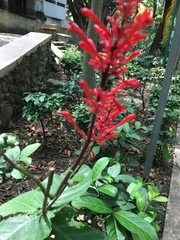 Odontonema tubaeforme