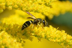 Ancistrocerus adiabatus