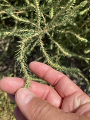 Bassia scoparia