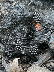 Metatrichia