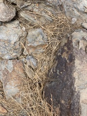 Psammodromus algirus