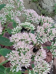 Bombus impatiens