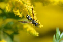 Ancistrocerus adiabatus