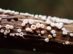 Capitotricha bicolor