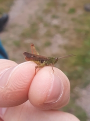 Chorthippus biguttulus