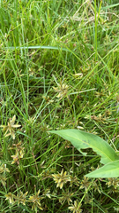 Cyperus bipartitus