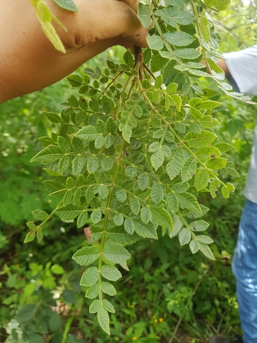 Bursera diversifolia Rose