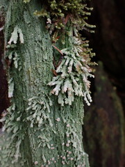 Icmadophila ericetorum