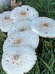 Lepiota cristata