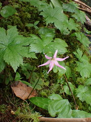 Erythronium revolutum