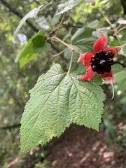 Rubus trilobus