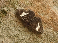 Rheumaptera hastata