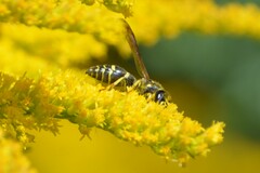 Ancistrocerus adiabatus