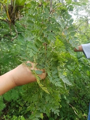 Bursera diversifolia