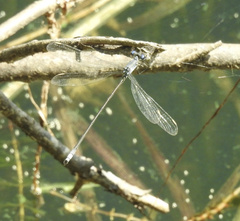 Lestes vigilax