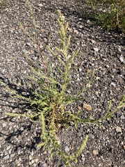 Bassia scoparia