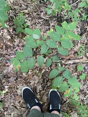 Apocynum androsaemifolium