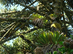 Vriesea
