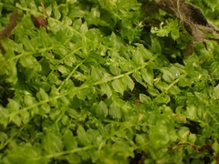 Plagiomnium cuspidatum