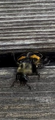 Nicrophorus tomentosus