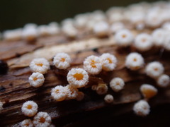 Capitotricha bicolor