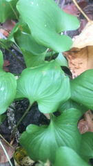 Maianthemum dilatatum