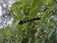 Acronyctodes mexicanaria