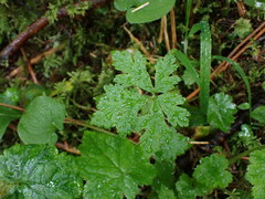 Tiarella trifoliata