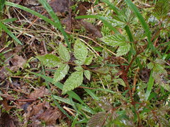 Aruncus dioicus