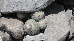 Epithelantha greggii