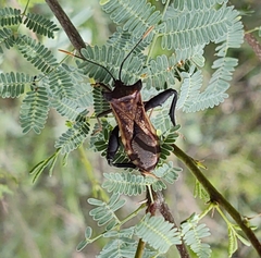 Mozena lunata