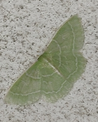 Synchlora