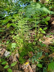 Equisetum