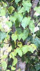 Ulmus minor