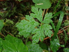 Tiarella trifoliata