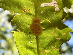 Druon quercusflocci