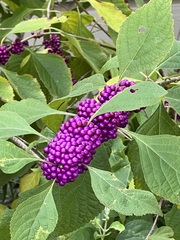 Callicarpa americana