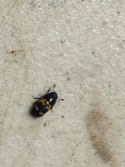 Glischrochilus fasciatus