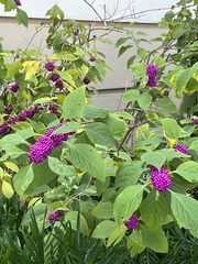 Callicarpa americana