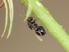 Eurytomidae