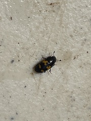 Glischrochilus fasciatus