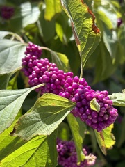 Callicarpa americana