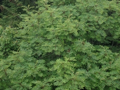 Sorbus americana