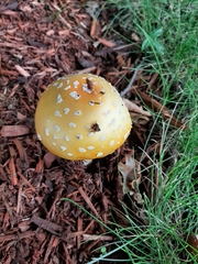 Amanita muscaria