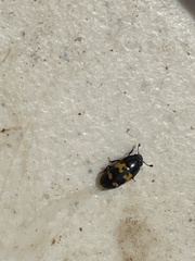 Glischrochilus fasciatus