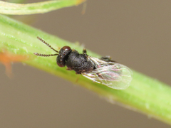 Eurytomidae