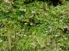 Riccardia