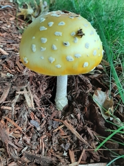 Amanita muscaria