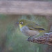 Abyssinian White-Eye - Photo (c) cesare dolzani, some rights reserved (CC BY-NC-SA)